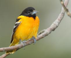 Baltimoretroepiaal - Staatsvogel Maryland