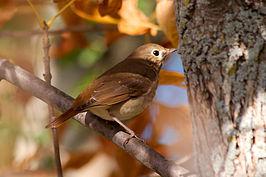 De heremietlijster, nationale vogel van de staat Vermont