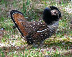 De kraaghoen, staatsvogel van Pennsylvania De kraaghoen