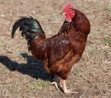 Rhode Island Red Hen