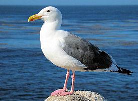 California Gull - vogel van Utah